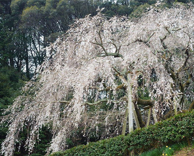 奥山田しだれ桜（おぎ乃より30分）